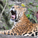 Tibasosa Tibasosa