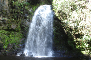 Moniquira